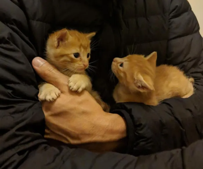 Gato ra a SRD idade Abaixo de 2 meses nome Capitu