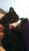 Capitu