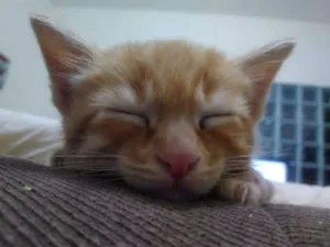 Gato raça SRD idade Abaixo de 2 meses nome Capitu