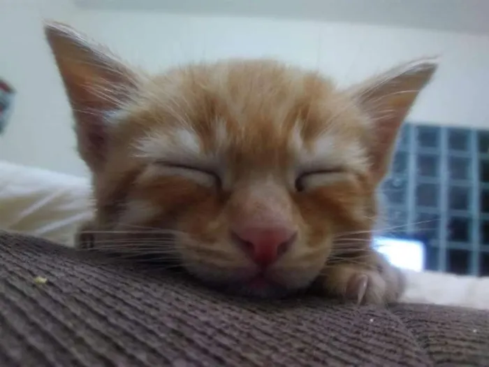 Gato ra a SRD idade Abaixo de 2 meses nome Capitu