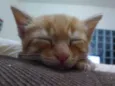 Capitu