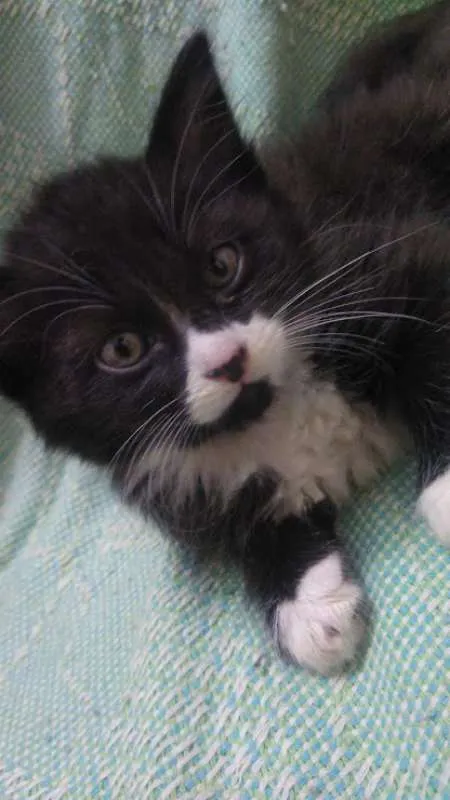 Gato ra a SRD idade Abaixo de 2 meses nome Capitu