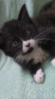 Capitu