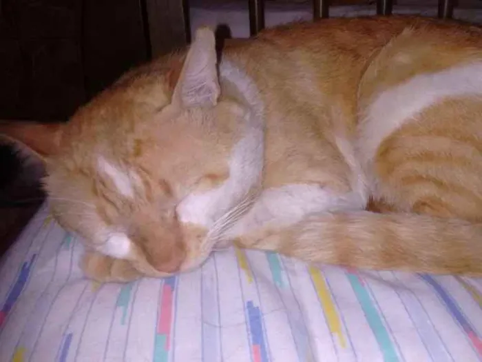 Gato ra a Não sei idade 2 anos nome Luíz