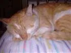 Gato raça Não sei idade 2 anos nome Luíz
