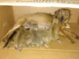 Mãe com ninhada