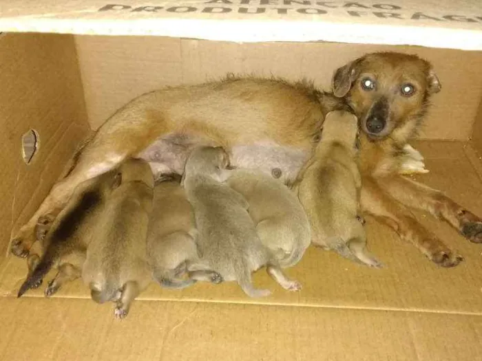Cachorro raça Indefinida idade Abaixo de 2 meses nome Mãe com ninhada