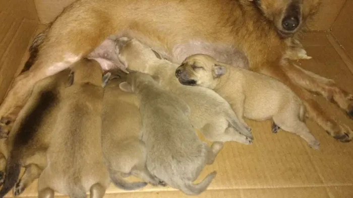 Cachorro raça Indefinida idade Abaixo de 2 meses nome Mãe com ninhada