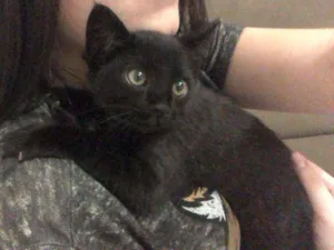 Gato raça SRD idade 2 a 6 meses nome Sem nome