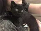 Gato raça SRD idade 2 a 6 meses nome Sem nome