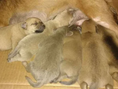 Cachorro raça Indefinida idade Abaixo de 2 meses nome Mãe com ninhada