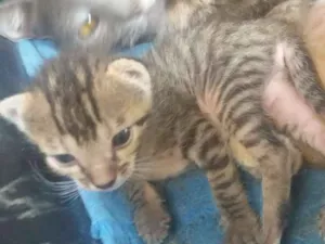 Gato raça Nao definida idade Abaixo de 2 meses nome Sem nome 