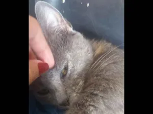 Gato raça Nao definida idade 1 ano nome Sem nome 