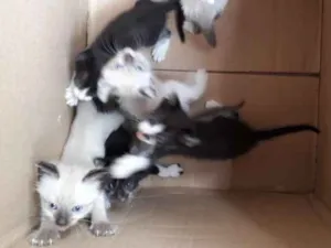 Gato raça ciamês  idade Abaixo de 2 meses nome nao coloquei nomes