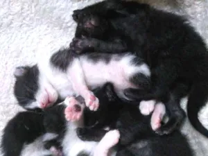 Gato raça Felino idade Abaixo de 2 meses nome Não tem nome 