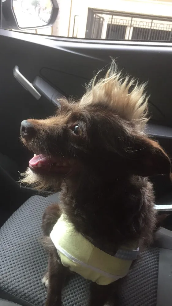 Cachorro ra a SRD idade 3 anos nome Chocolate