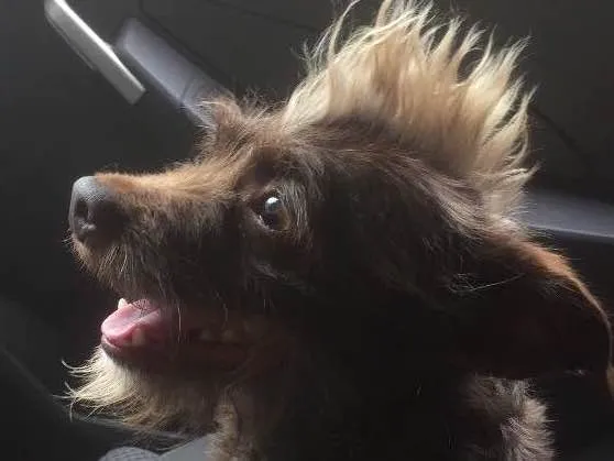 Cachorro ra a SRD idade 3 anos nome Chocolate