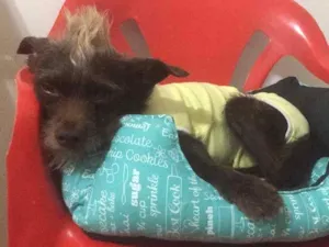 Cachorro raça SRD idade 3 anos nome Chocolate