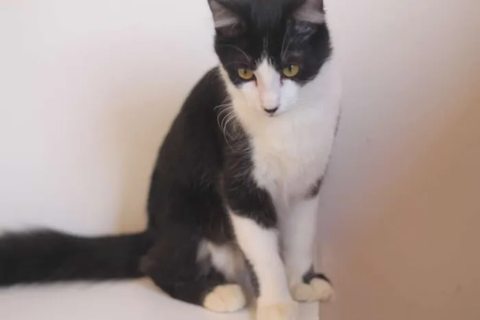 Gato ra a  idade 1 ano nome Turim