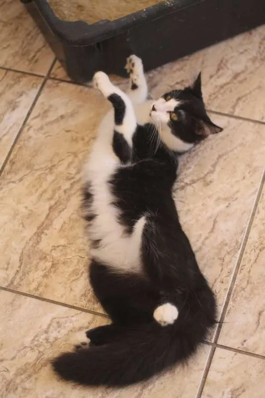 Gato ra a  idade 1 ano nome Turim