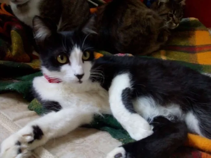 Gato ra a  idade 1 ano nome Turim