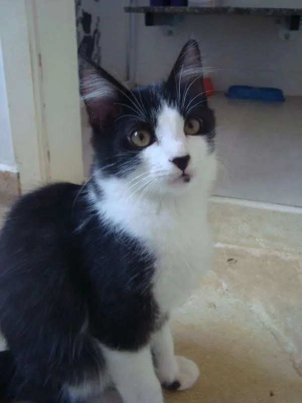 Gato ra a  idade 1 ano nome Turim