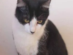 Gato raça  idade 1 ano nome Turim