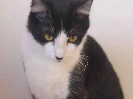 Gato ra a  idade 1 ano nome Turim