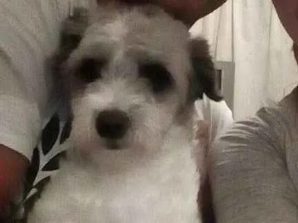 Cachorro ra a Poodle com viralata idade 3 anos nome Bella