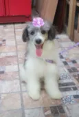 Bella