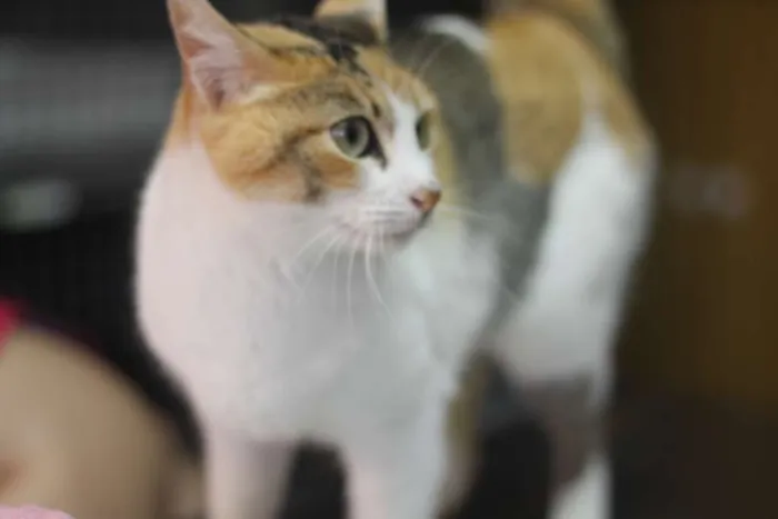 Gato ra a SRD idade 2 anos nome Isis