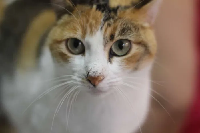 Gato ra a SRD idade 2 anos nome Isis