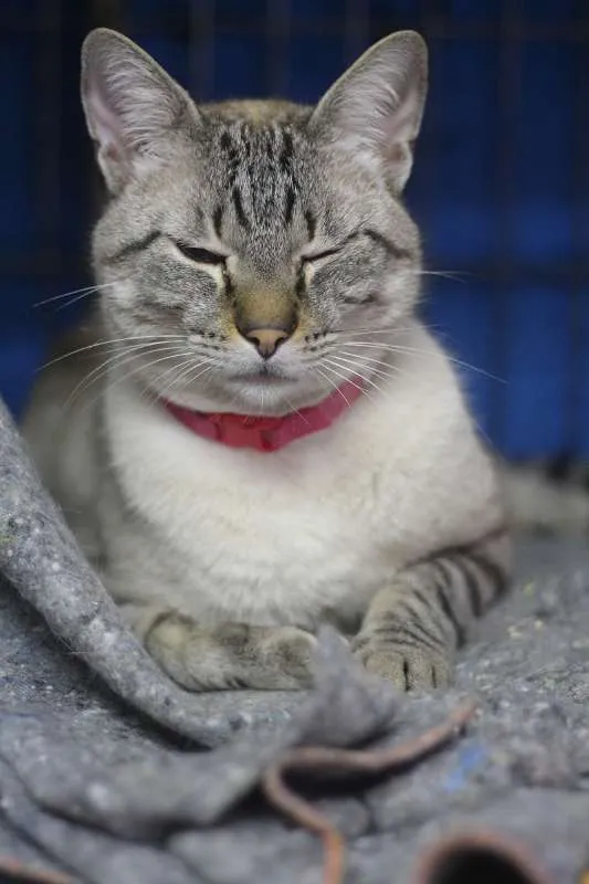 Gato ra a SRD idade 1 ano nome Girassol