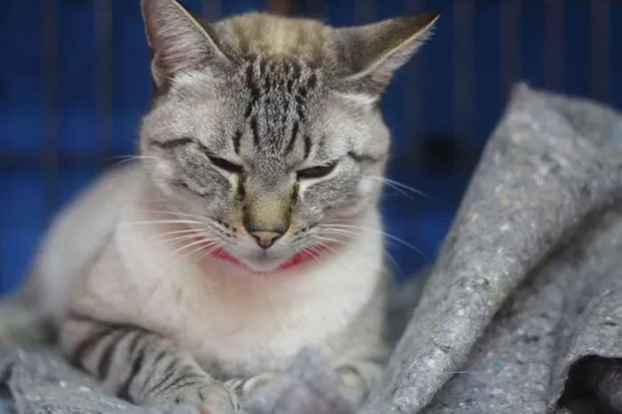 Gato ra a SRD idade 1 ano nome Girassol