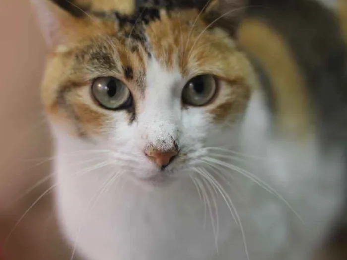 Gato ra a SRD idade 2 anos nome Isis