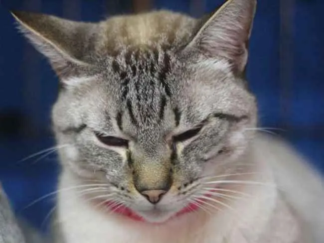 Gato ra a SRD idade 1 ano nome Girassol