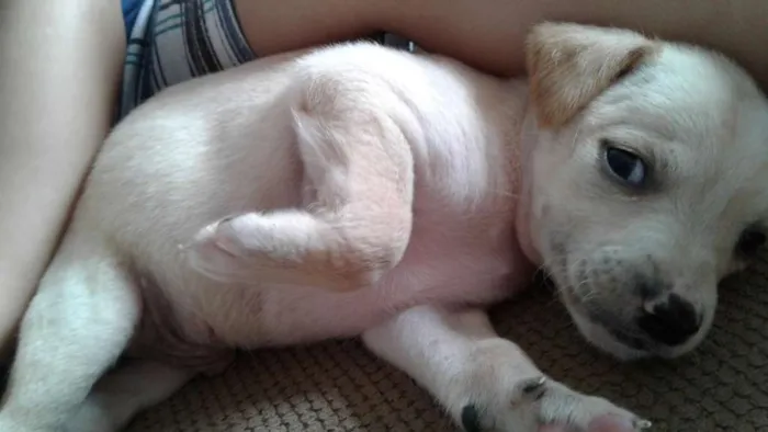Cachorro ra a Vira Lata idade 2 a 6 meses nome Vira Lata