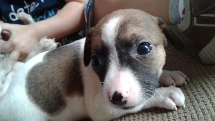Cachorro ra a Vira Lata idade 2 a 6 meses nome Vira Lata