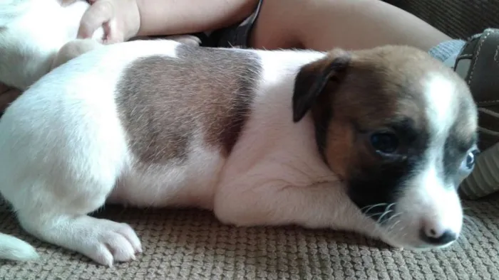 Cachorro ra a Vira Lata idade 2 a 6 meses nome Vira Lata