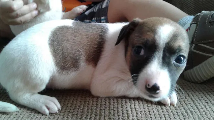 Cachorro ra a Vira Lata idade 2 a 6 meses nome Vira Lata