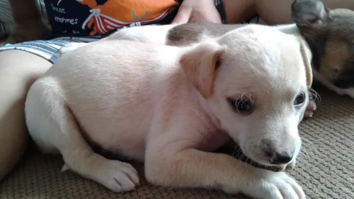 Cachorro ra a Vira Lata idade 2 a 6 meses nome Vira Lata
