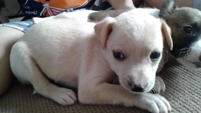 Cachorro ra a Vira Lata idade 2 a 6 meses nome Vira Lata