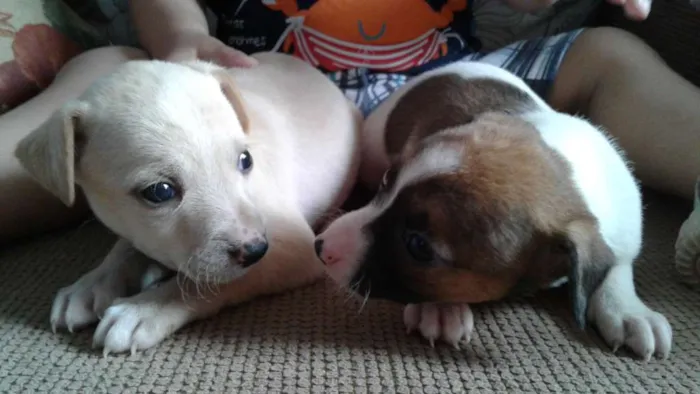 Cachorro ra a Vira Lata idade 2 a 6 meses nome Vira Lata