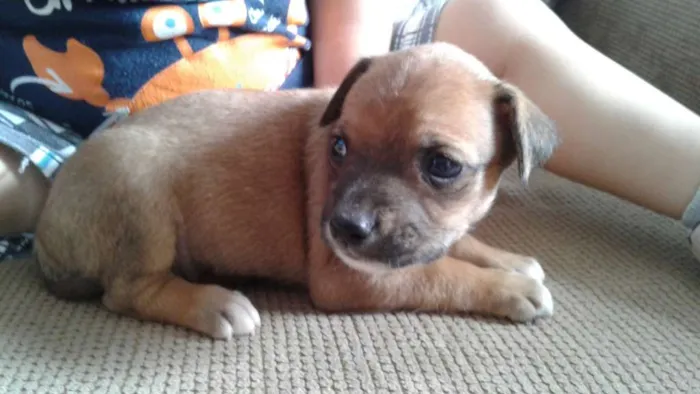 Cachorro ra a Vira Lata idade 2 a 6 meses nome Vira Lata