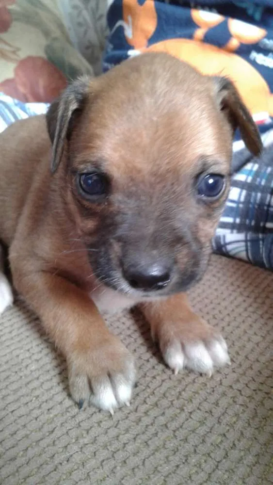 Cachorro ra a Vira Lata idade 2 a 6 meses nome Vira Lata