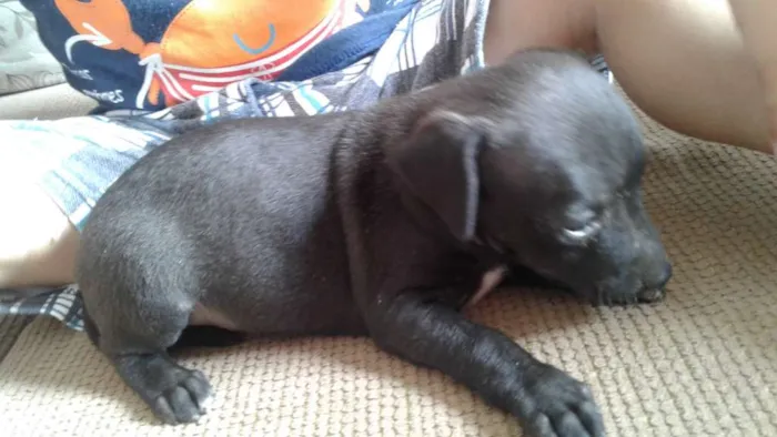 Cachorro ra a Vira Lata idade 2 a 6 meses nome Vira Lata