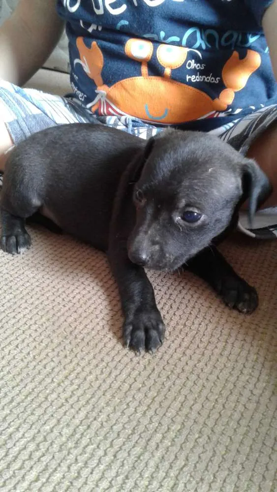 Cachorro ra a Vira Lata idade 2 a 6 meses nome Vira Lata