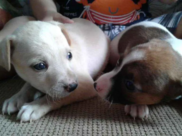 Cachorro ra a Vira Lata idade 2 a 6 meses nome Vira Lata