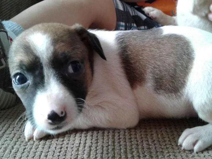 Cachorro ra a Vira Lata idade 2 a 6 meses nome Vira Lata