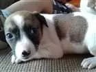 Cachorro raça Vira Lata idade 2 a 6 meses nome Vira Lata